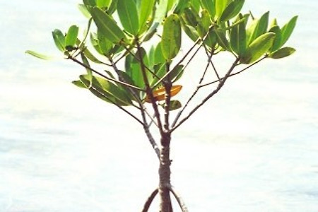 맹그로브(Mangrove)에 대해서