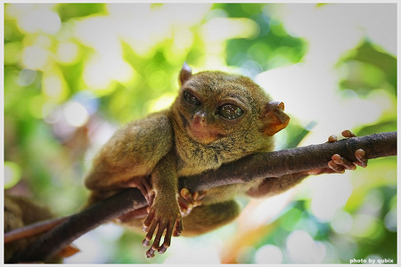 [필리핀여행/보홀] 세상에서 가장 작은 원숭이를 아시나요?