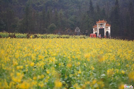 [중국] 러핑의 유채밭