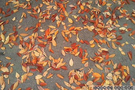 길위의 낙엽