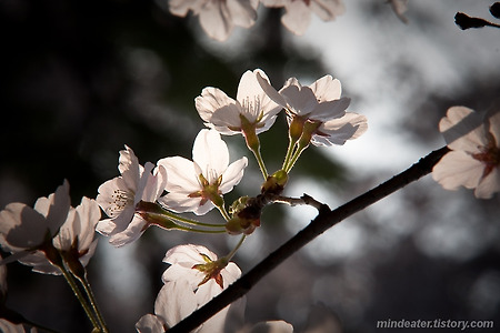 봄의 대미 - 벚꽃 (Cherry Blossom)