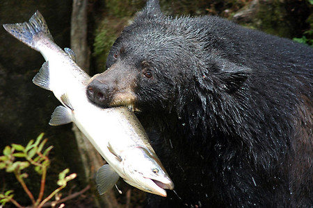 [미국 야생동물] 3. 캠핑, 하이킹시 주의해야 할 야생동물 - 곰