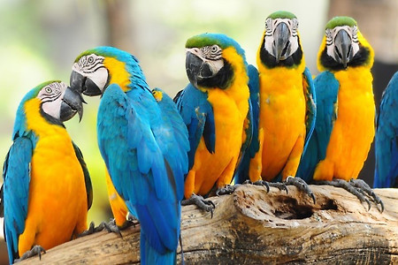 Macaw - 피닉스에서 자주 만나는 반려동물 앵무새