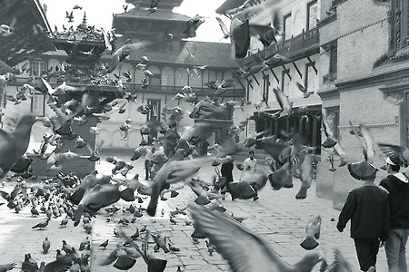네팔 카투만두 여행: 덜발광장의 비둘기
