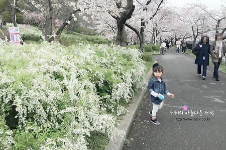 오사카 벚꽃여행 좋은위치 임페리얼 호텔