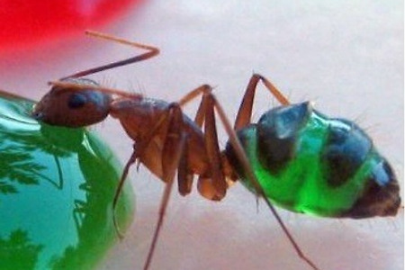 유령개미(ghost ant) 박멸 현장