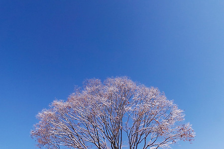 [갤럭시 카메라] 시린 눈꽃나무