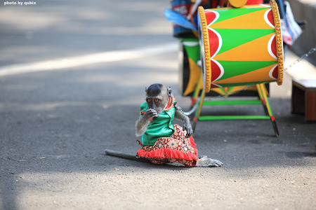 [인도네시아 자카르타 여행] "따만 미니 인도네시아 인다"에서 만난 원숭이
