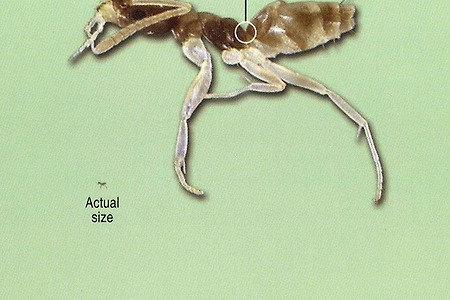 유령개미(ghost ant) 미친개미의 미친 번식력