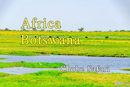 2018년 아프리카 여행기 32, 보츠와나(Botswana) 쵸베(Chobe) 국립공원 사파리
