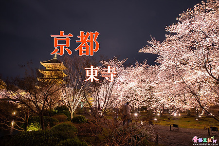 2017 일본 교토 여행기 6, 교토 도지(東寺) 벚꽃야경