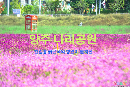 천일홍 붉은색의 향연이 펼쳐진 양주 나리공원 -2