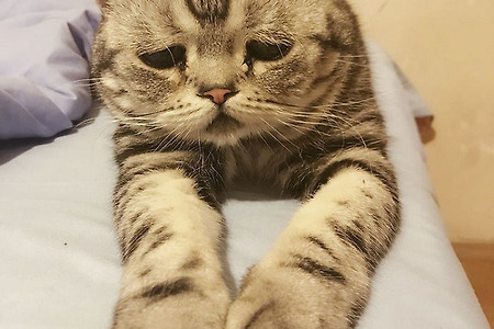 세상에서 가장 불쌍하게 생긴 고양이, 슬픈 고양이 루후(Luhu)