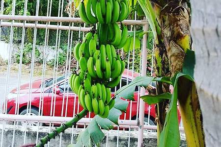바나나 성장 과정 관찰 3