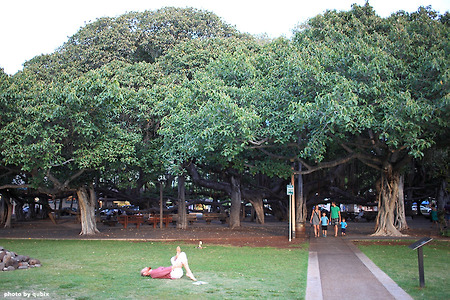 [하와이 마우이 여행] 라하이나 반얀트리 공원, 하나의 나무로 이루어진 공원