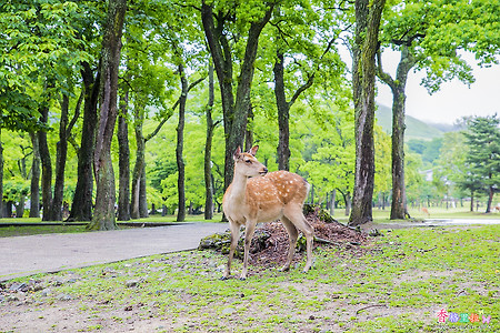 [일본] 나라(奈良) 사슴공원