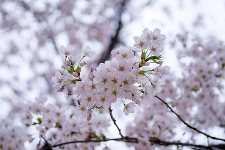 2018년 4월 3일. 여의도 윤중로. 벚꽃이 만개한 봄날.