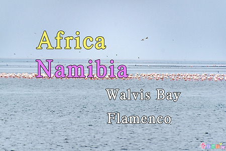 2018년 아프리카 여행기 51, 나미비아 왈비스 베이(Walvis Bay) 플라멩코(Flamenco)