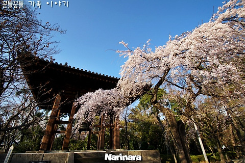 [Tokyo/Minato] Zojoji Temple