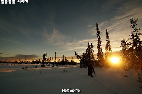 [Alberta/Sundre] Christmas Tree Cutting