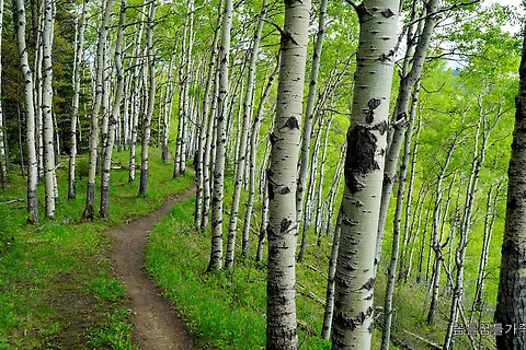 [Alberta/Elbow Valley PRA] Elbow Trail - 6km