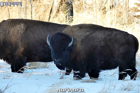 [Alberta/Elk Island National Park] Amisk Wuche - 3km