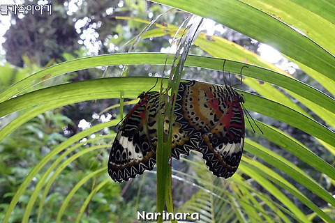 [Cambodia/Banteay Srei] 2017 Family Trip, Day 7 - Banteay Srey Butterfly Center(BBC)