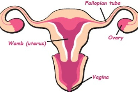 자궁근종 증상, 원인 및 치료법