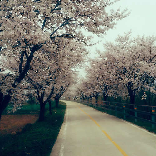 경기도 양평 예쁜 벚꽃길