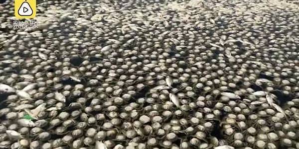 [중국] 오염수로 인해 수천마리의 물고기와 게가 죽었다?!