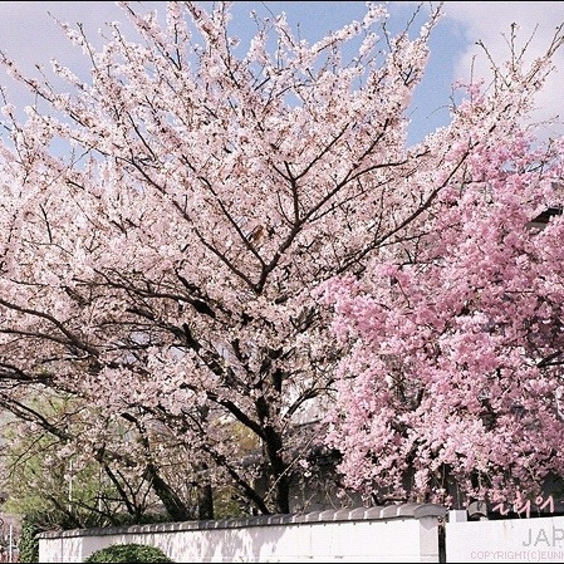 京都(교토)에서의 벚꽃놀이 #2