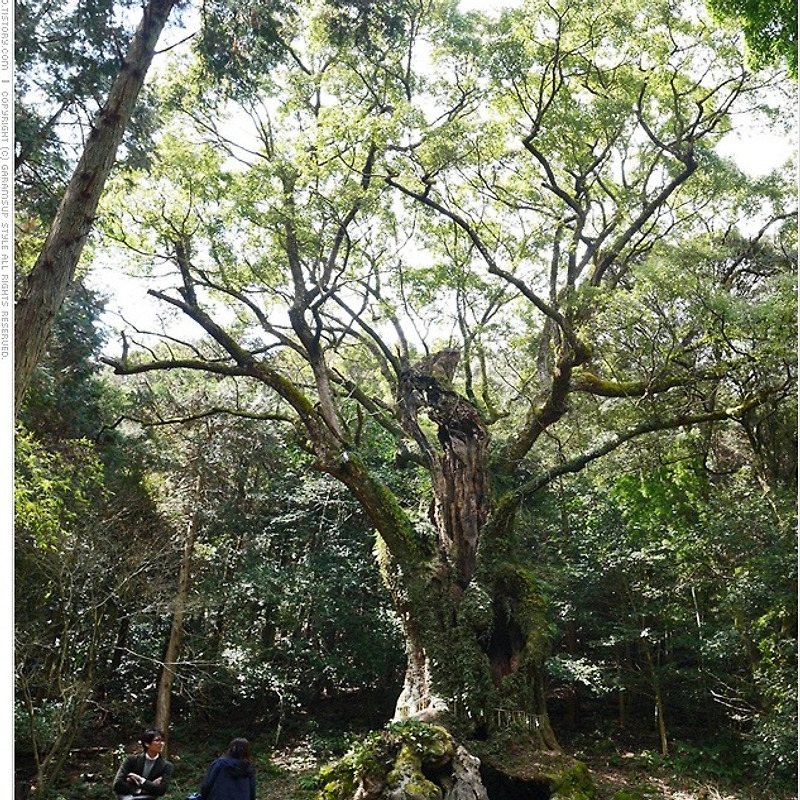일본 사가현여행 #15 - 다케오 녹나무를 보며 힐링을~