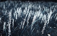 박인로, ｢사제곡｣(2016, 고2, 11월)
