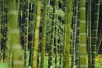 이숭인, ｢상죽헌기｣(2016, 고2, 11월)