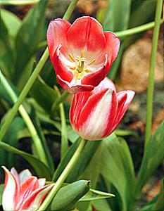 튤립 이미지