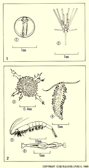 동물성 플랑크톤