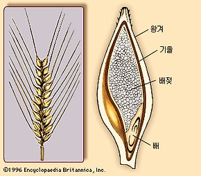 보리