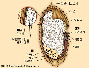 쌀