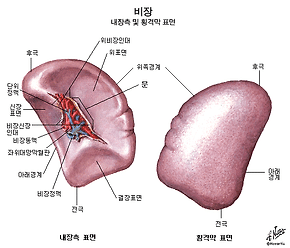 비장 이미지