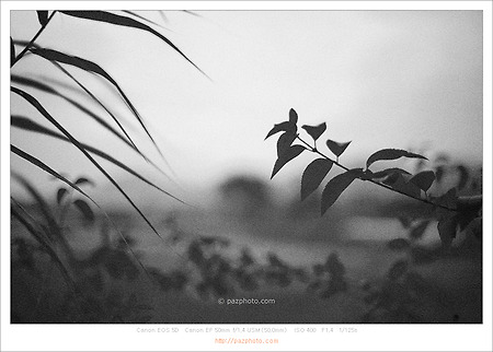 [Canon 5D] 흑백사진