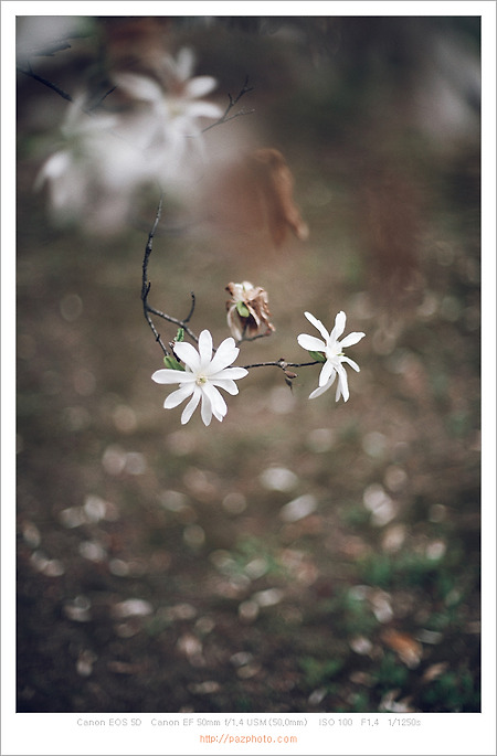 [Canon 5D] 꽃지네 꽃이 지네