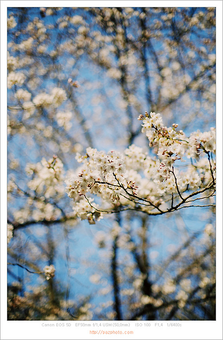 [Canon 5D] 봄의 산책