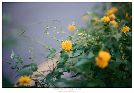 (필름사진) 한 롤 이야기 (Kodak Portra 400)(Olympus OM-4Ti)