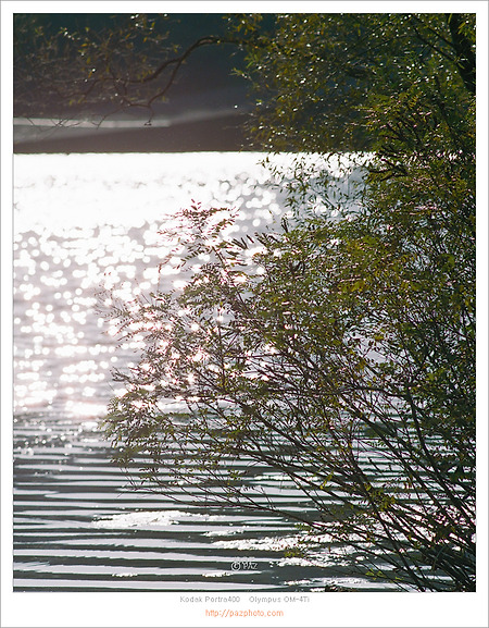[필름사진][Kodak Portra400] 가을햇살