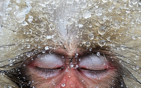 2012년 최고의 야생사진(the Veolia Environment Wildlife Photographer of the Year award)