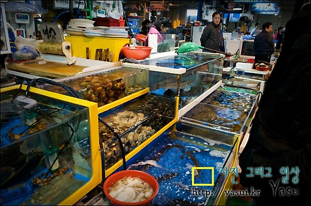 궁평항으로 쭈꾸미와 아나고 먹고왔어요~