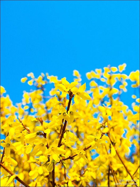 봄날 : THE DAY