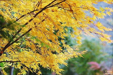 예쁜단풍사진 배경화면 9장 공유합니다~(1280 x 852)