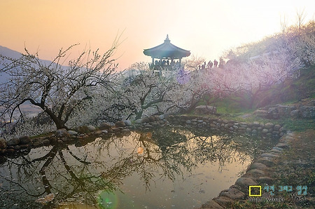 광양 매화마을 정자와 연못~