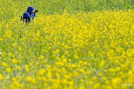 경주 반월성의 봄~